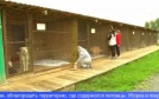 Активисты "Города Первых" приглашают на субботник в приют для животных