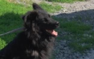 Ищу тебя, хозяин