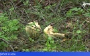 В Первоуральске ищут пенсионерку, потерявшуюся в лесу