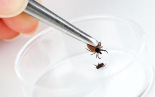 В Первоуральске 7 детей попали в больницу с подозрением на клещевой энцефалит