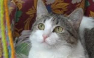 Ищу тебя, хозяин