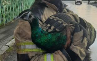 Первоуральские пожарные спасли павлина