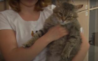 Ищу тебя, хозяин