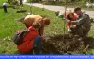 На улице Вайнера высадили яблони