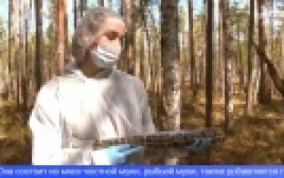 Вакцинация диких животных от бешенства проводится на Урале