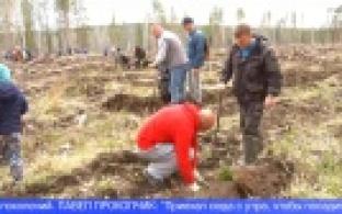 В рамках международной акции «Сад памяти» в Первоуральске высаживают деревья