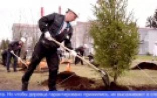 Первоуральские металлурги высадили молодые саженцы рябин и елей