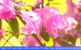 На Урале расцвело дерево роз