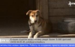 В Билимбае появится новый приют для бездомных животных