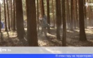 Первоуральские парки и зоны отдыха начали обрабатывать от клещей