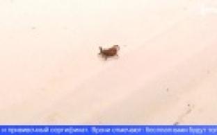 Уже более 400 жителей Свердловской области пострадали от укусов клещей