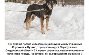 Разыскивается потерявшаяся собака