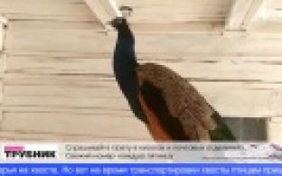 В Первоуральский мини-зоопарк привезли павлинов