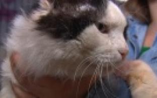 Ищу тебя, хозяин