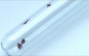 Более 40 свердловчан пострадали от нападений клещей за прошедшую неделю