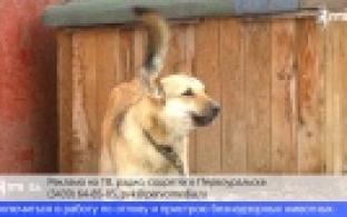 Интерактивная карта для жалоб на бездомных собак начала работать в регионе