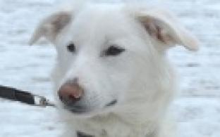 Ищу тебя, хозяин