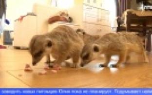 Целую стаю сурикатов содержит дома уральская семья