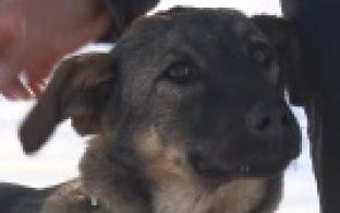 Ищу тебя, хозяин