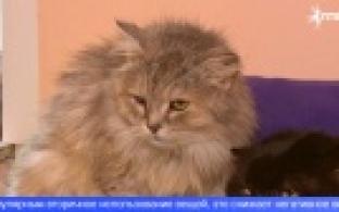 В Первоуральске прошла гаражная распродажа вещей в пользу приюта для животных