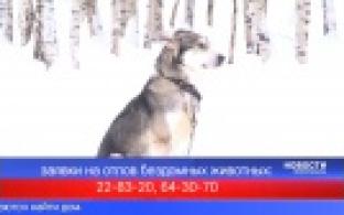 Местные власти отчитались о выполнении поручения губернатора