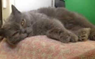 Ищу тебя хозяин