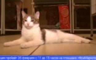 Для бездомных кошек, находящихся в приюте, проведут сбор кормов