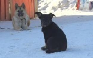 Ищу тебя, хозяин