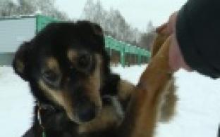 Ищу тебя, хозяин