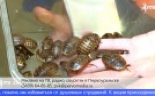 В Екатеринбургском зоопарке провели необычную акцию в День св. Валентина