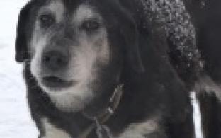 Ищу тебя, хозяин