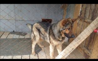 Пропала собака