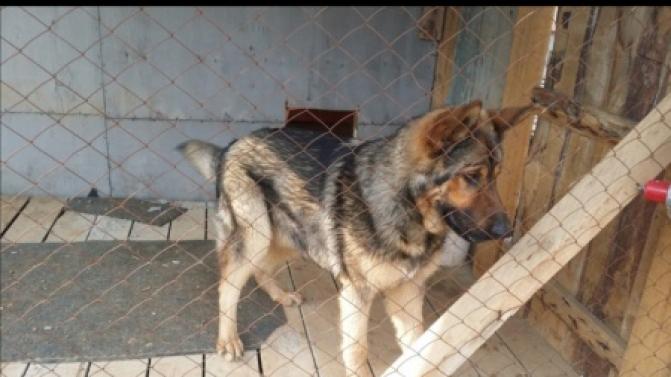 Пропала собака