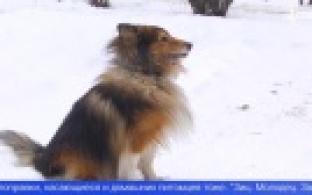 Домашних питомцев могут включить в закон об обязательной маркировке животных