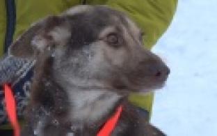 Ищу тебя, хозяин