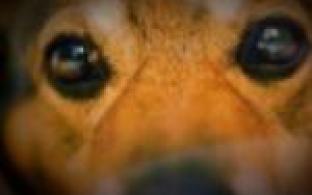 Ищу тебя, хозяин