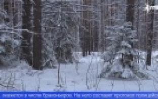 Все больше первоуральцев желают приобрести живую елку на новый год