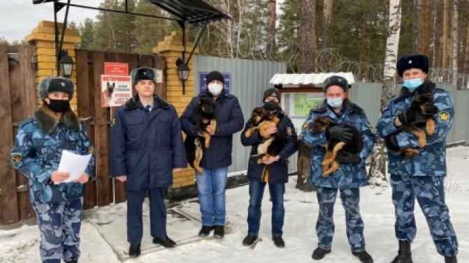 Щенки из племенного питомника ГУФСИН отправились на службу
