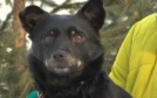 Ищу тебя, хозяин