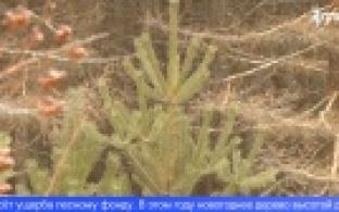 Новогоднюю елку предлагают купить первоуральцам в лесничестве