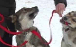 Ищу тебя, хозяин