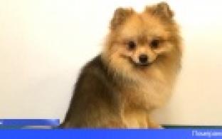 В Ревде шпиц сбежал с процедуры в салоне груминга