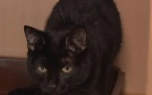 Ищу тебя, хозяин