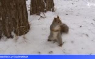 Синичкин день отметили сегодня первоуральские экоактивисты