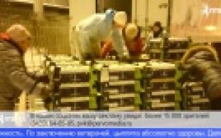 На Урал прилетели 32 тысячи цыплят