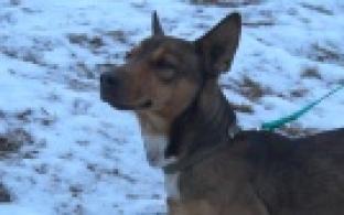 Ищу тебя, хозяин