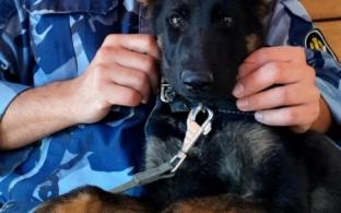 Немецкая овчарка Евра ищет хозяина