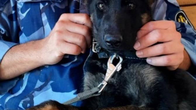 Немецкая овчарка Евра ищет хозяина