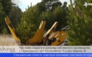 В Первоуральске высадят сосны вдоль Московского шоссе