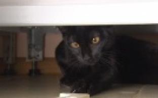 Ищу тебя, хозяин